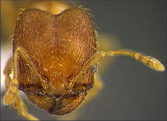 Pheidole harrisonfordi (s).jpg